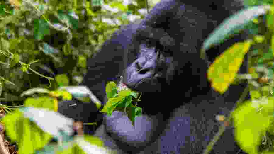 Gorilla Feeding during Trekking in Bwindi Forest