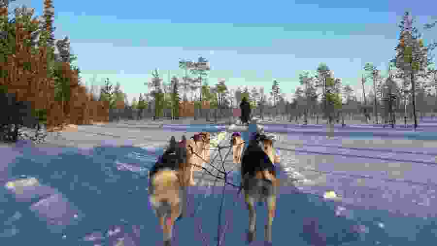 Siberian Husky Sledging