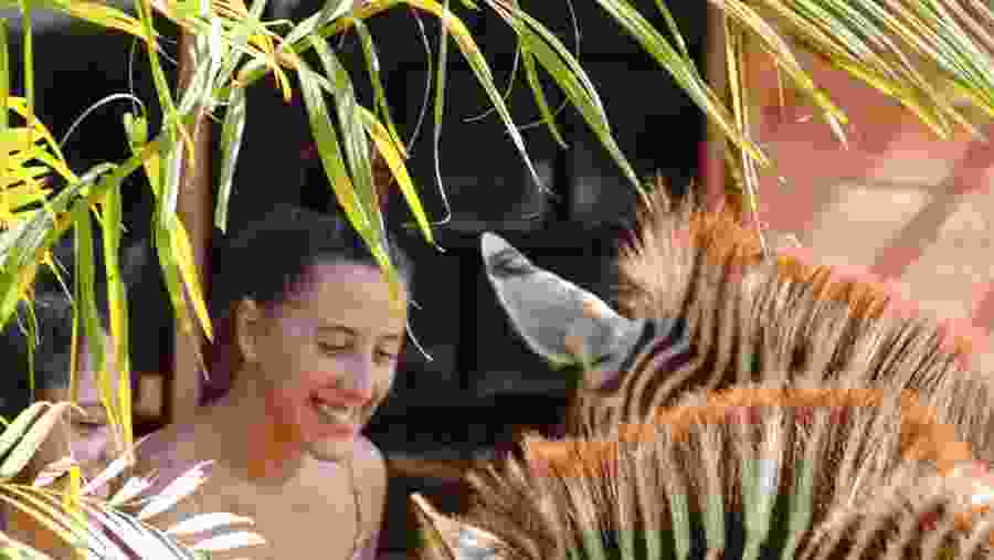 Get closer to animals