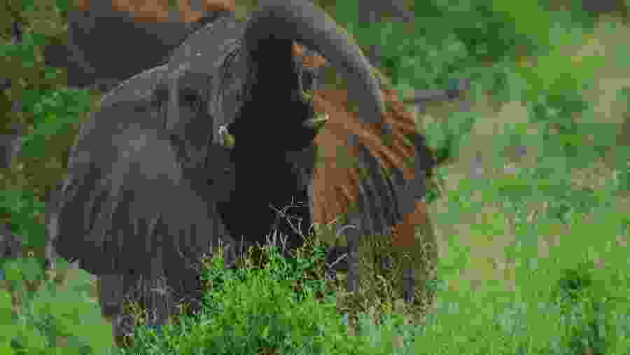 Elephant at Tsavo West National Park