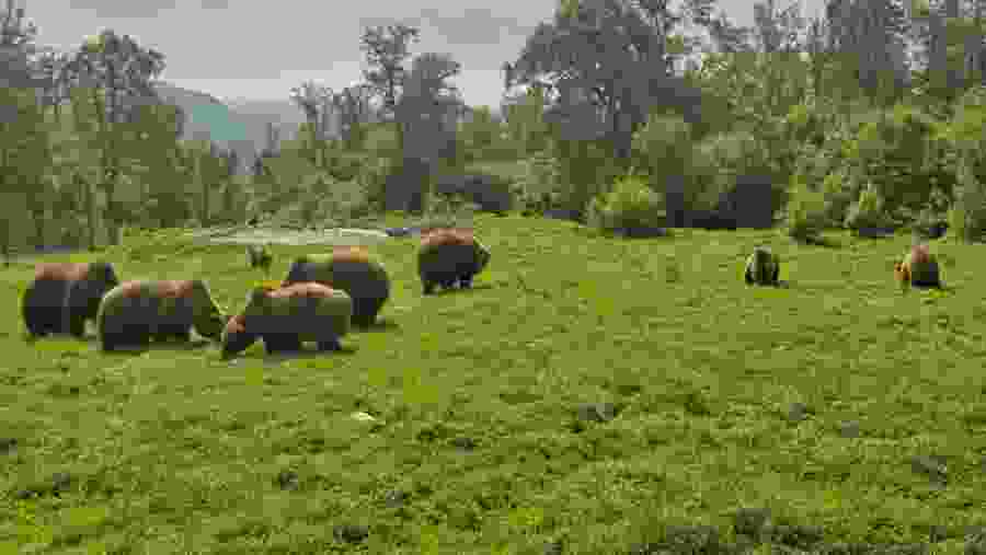 Bear sanctuary