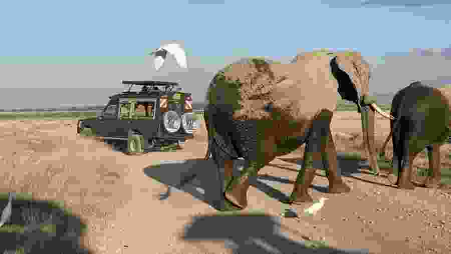 African Elephant