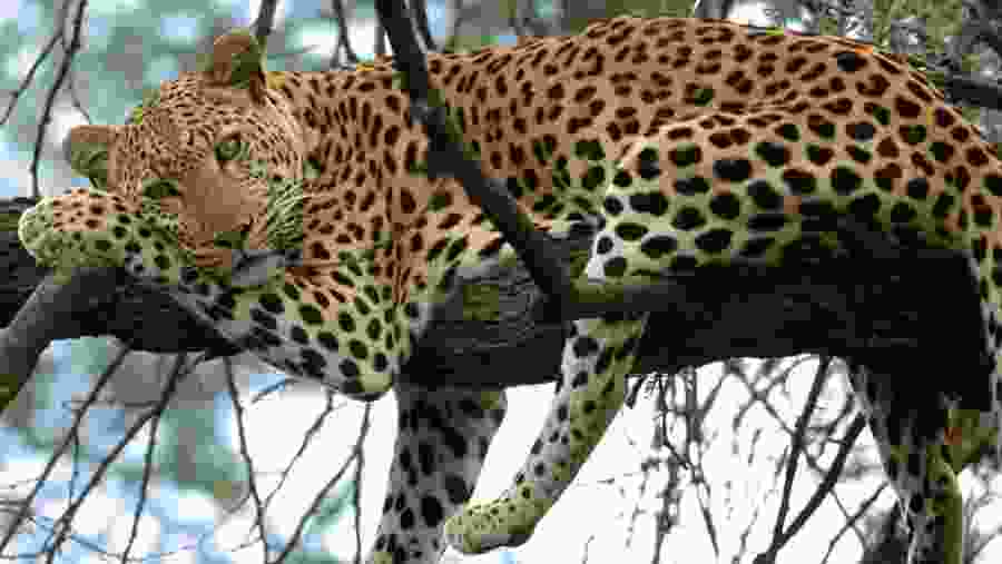 Wildlife Experience