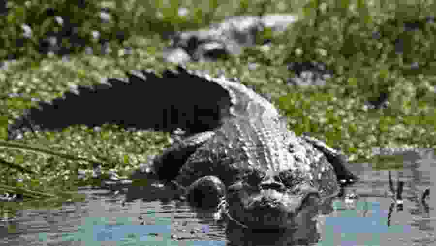 Alligators at the Amazon