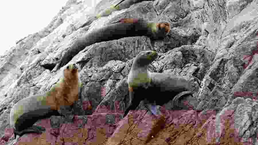 Sea Lions at Ballestas islands