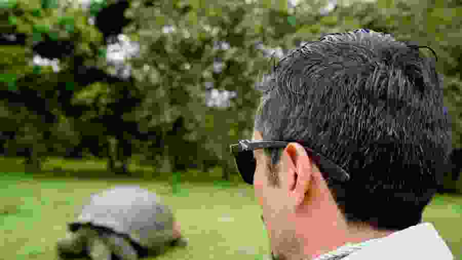 Giant Tortoise