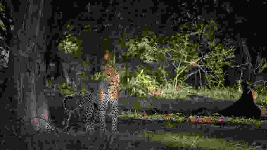 south Luangwa National Park