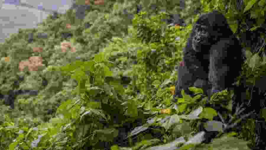 Gorilla