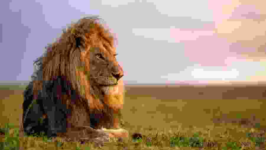 African Lion