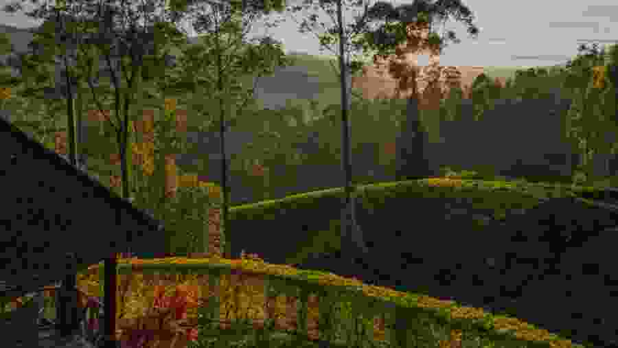 Tea Gardens at Nuwara Eliya