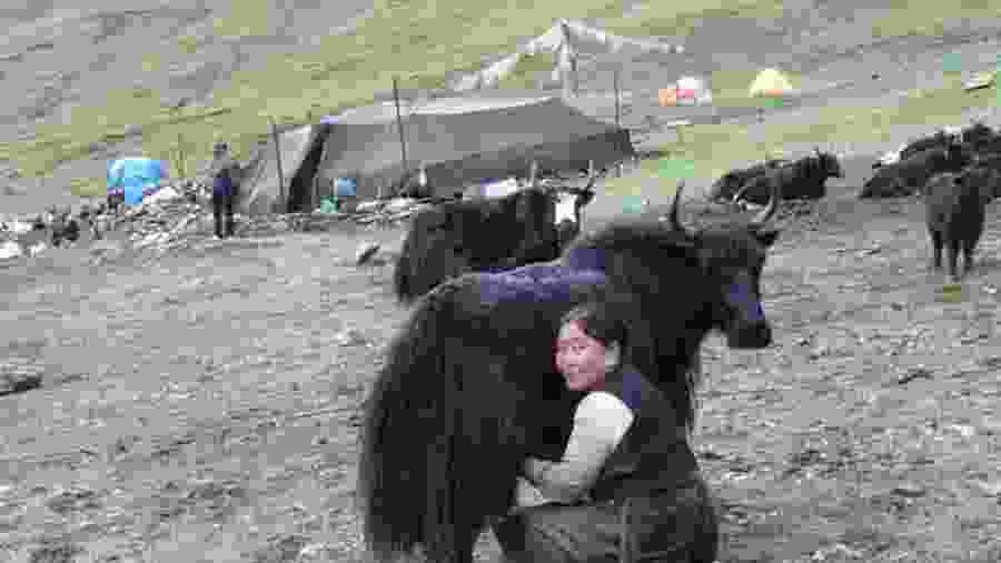 Milking a yak