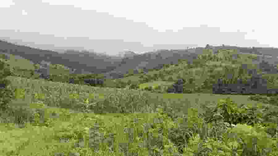 Shan Hill And Green Forest