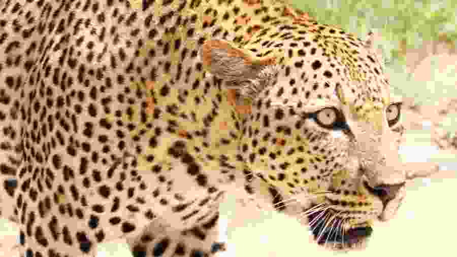 Leopard at Queen Elizabeth National Park