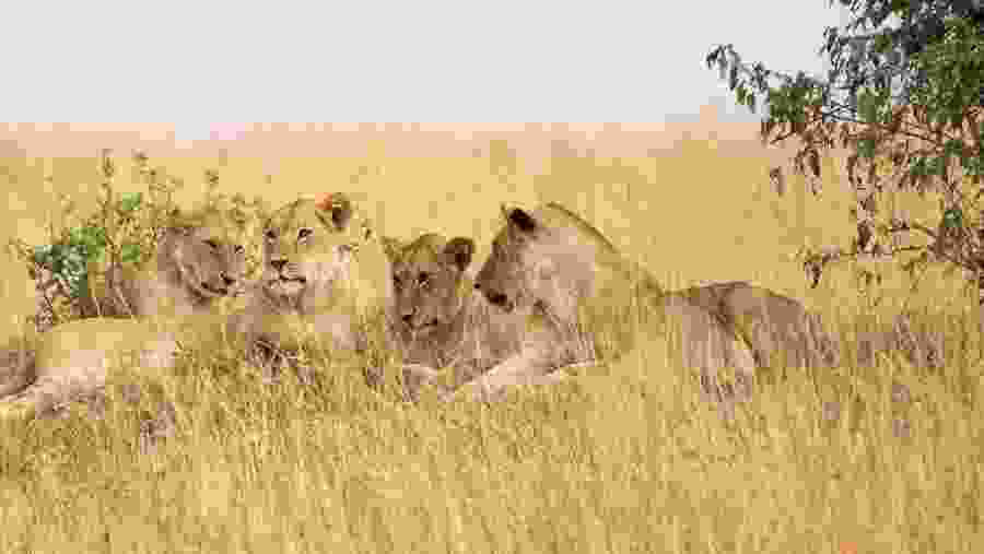 Wildlife Safari in Tanzania