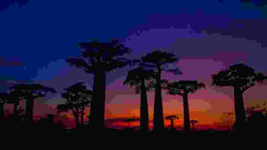 Allées des Baobab