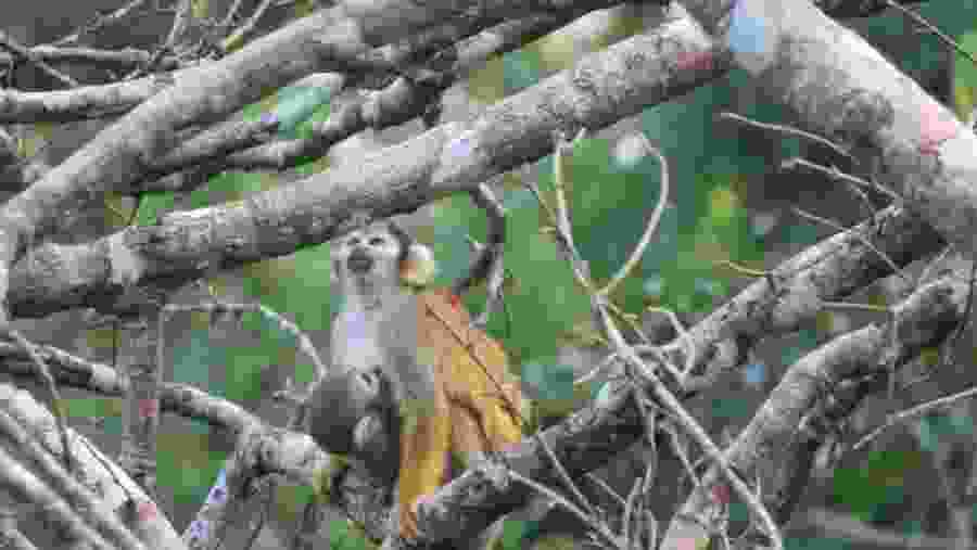 Comon squirrel monkey 