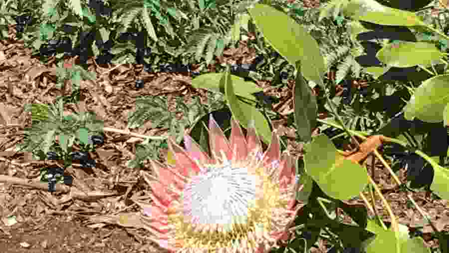 King Protea flowers around the garden route