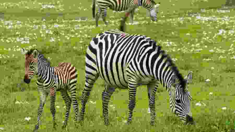 Zebras
