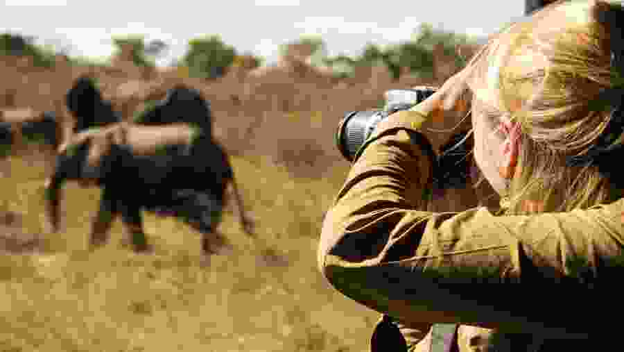 Click Pictures of Splendid Elephants