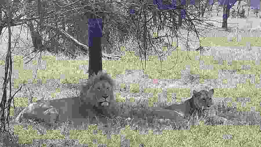 African Lions