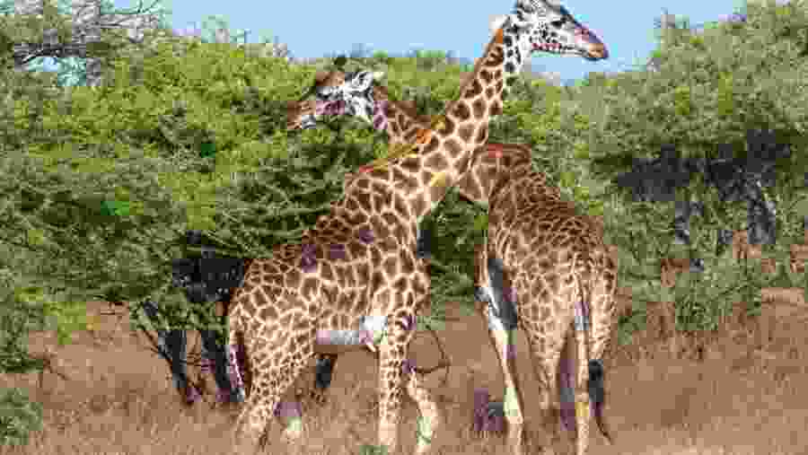 Giraffes in Serengeti National Park