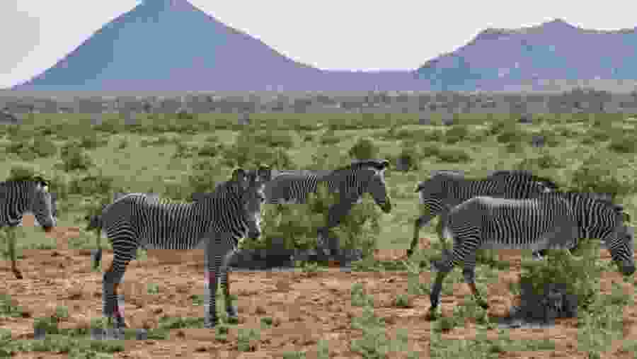 Samburu National Reseve