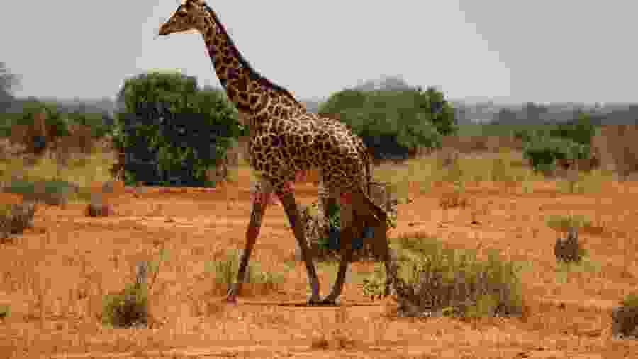 Giraffe at Tsavo West National Park