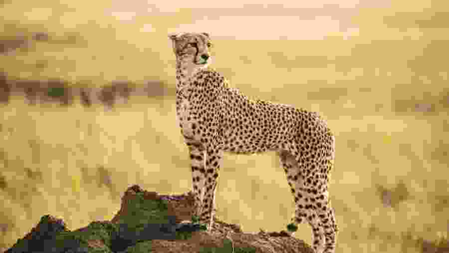 Cheetah