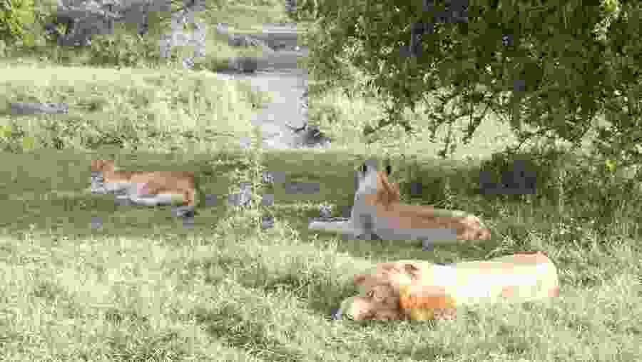 Lions at Ngorongoro Conservation Area