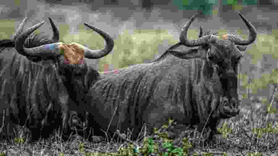 Rhinos at the National Park