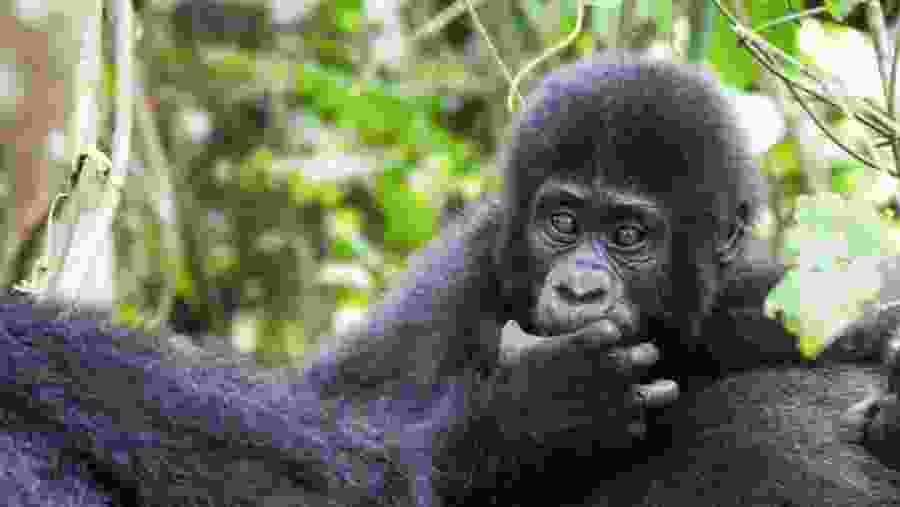 Gorilla Trekking