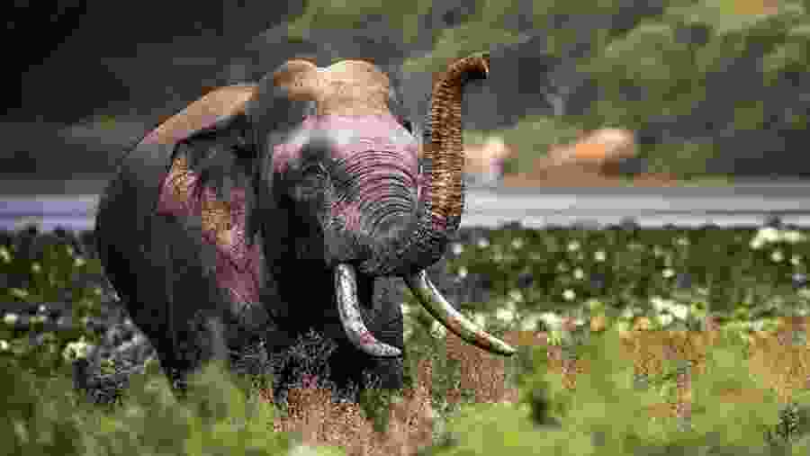 Indian elephant