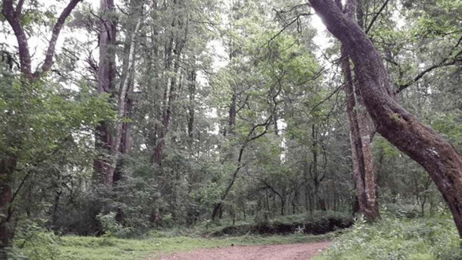 Menagesha National Forest