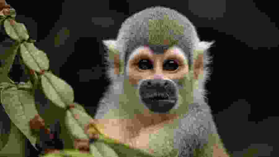 South American Squirrel Monkey