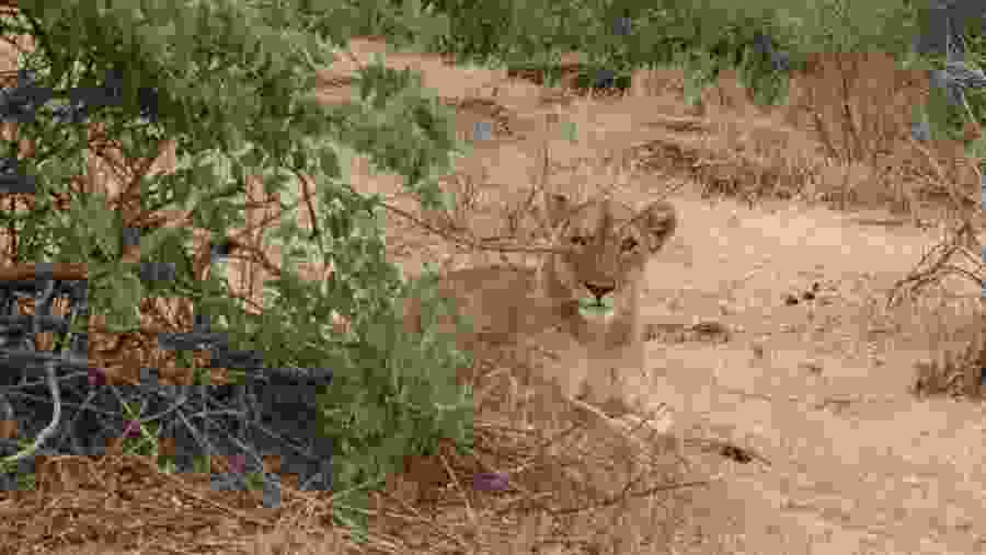 Lions seen on safari