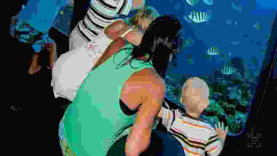 Travelers observing the aquatic life of Sharm el-Sheik