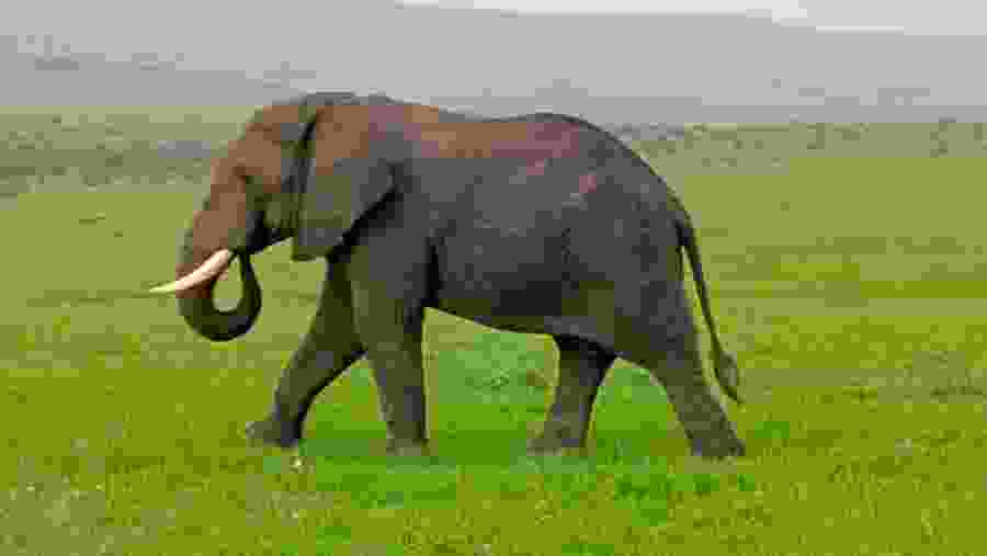 Bush Elephant