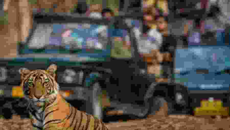 Bengal tiger at Ranthambore