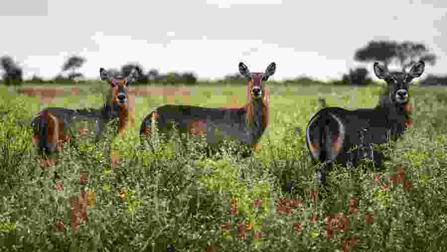 Meru National Park, Kenya