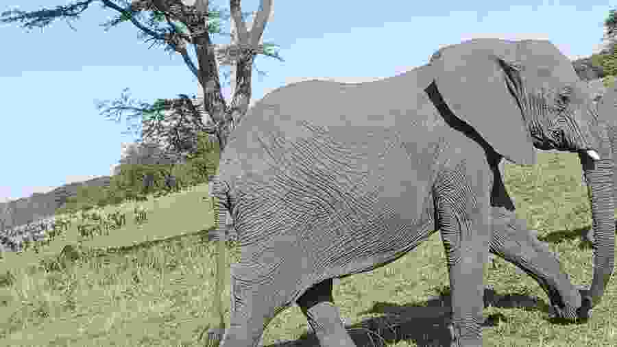 African Elephant