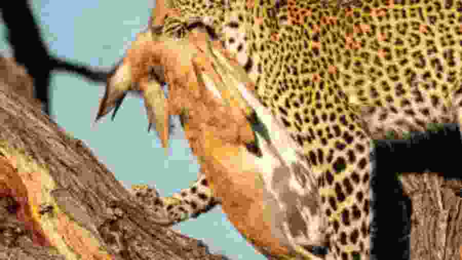 Witness the wildlife