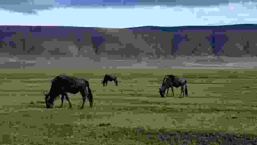 Ngorongoro Crater Safari