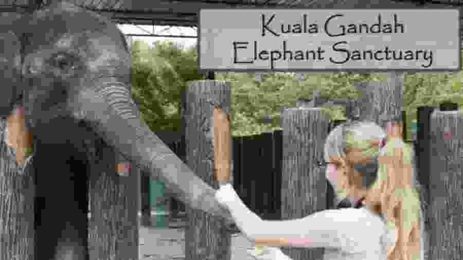 Kuala Gandah Elephant Sanctuary