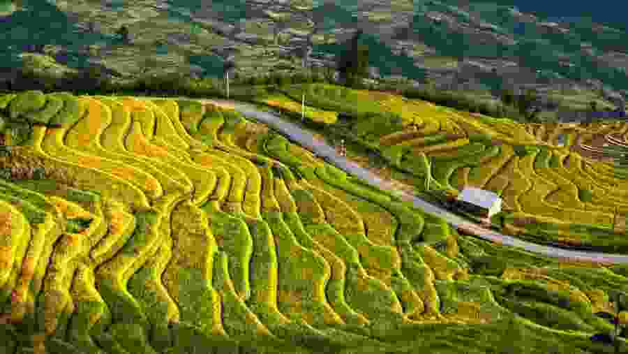 Terraced fields