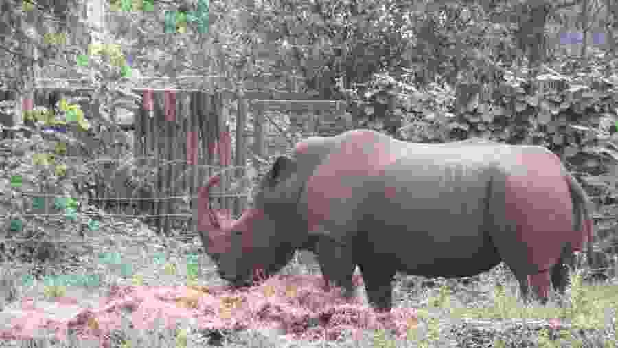 Nairobi Safari Walk