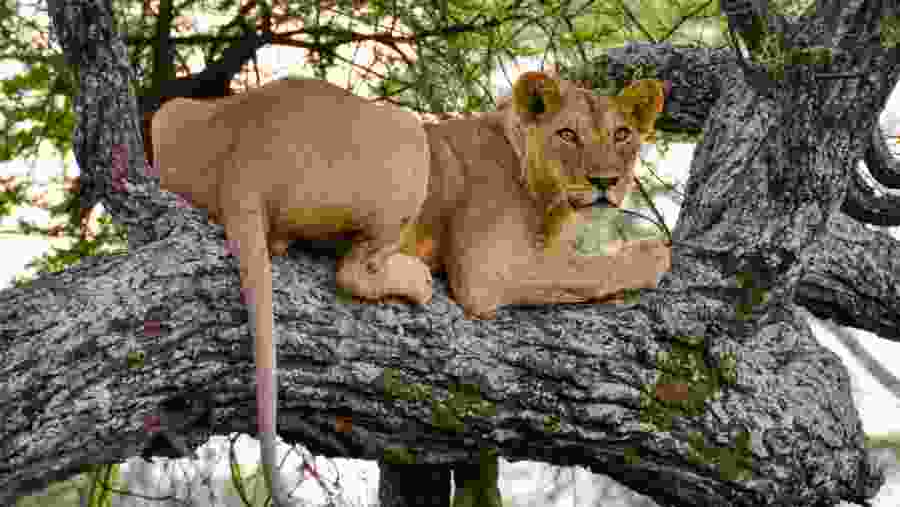 African Lion