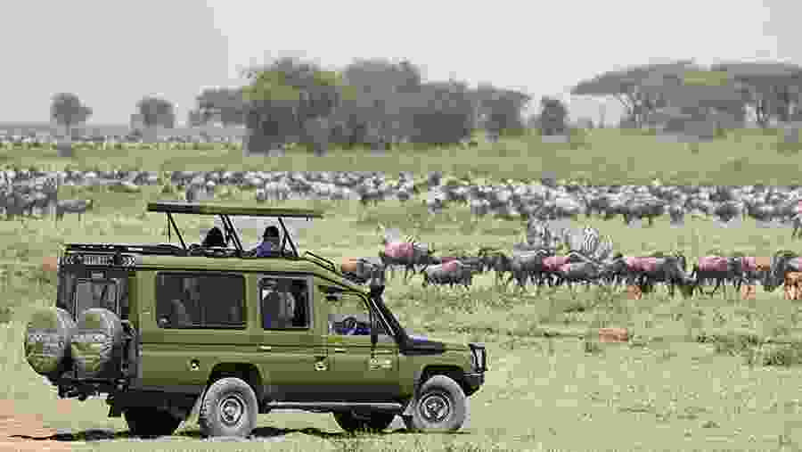 Embark on Exciting Game Drives
