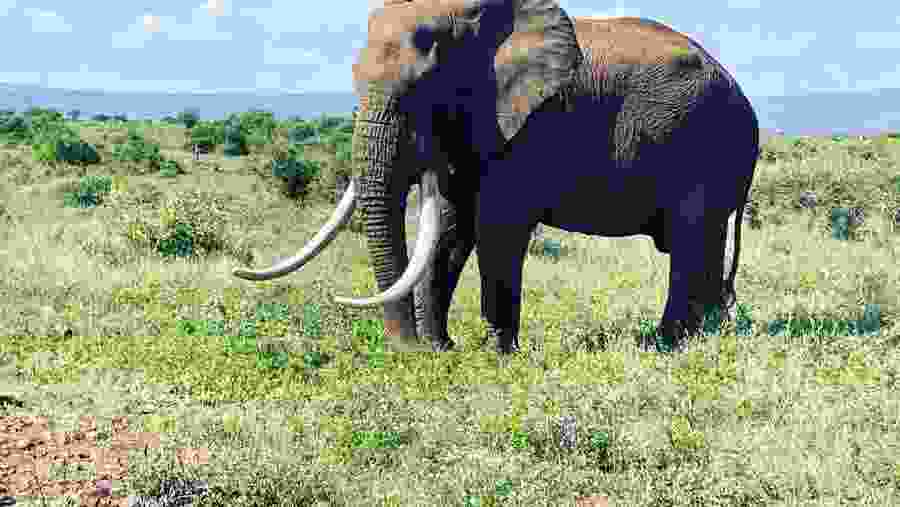 Kruger National Park