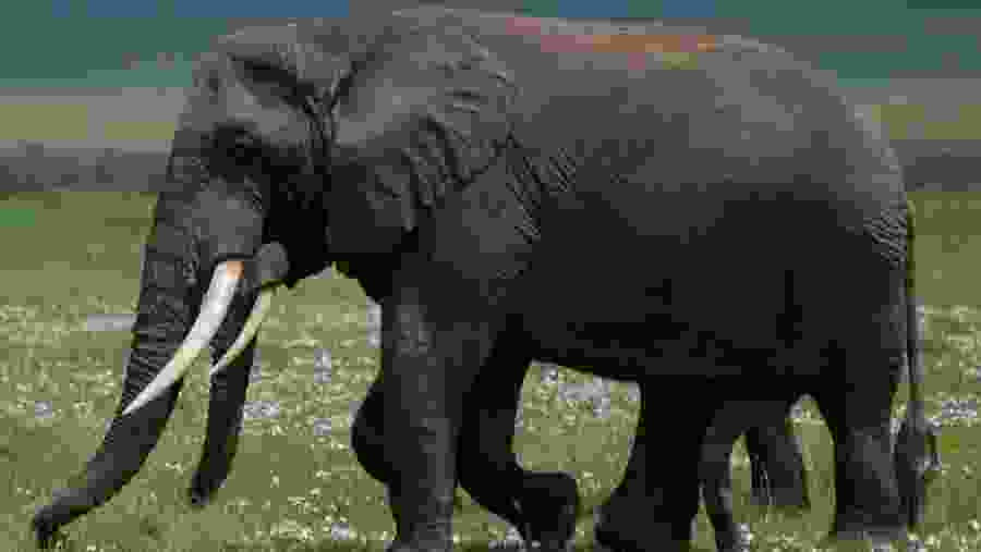African Elephant