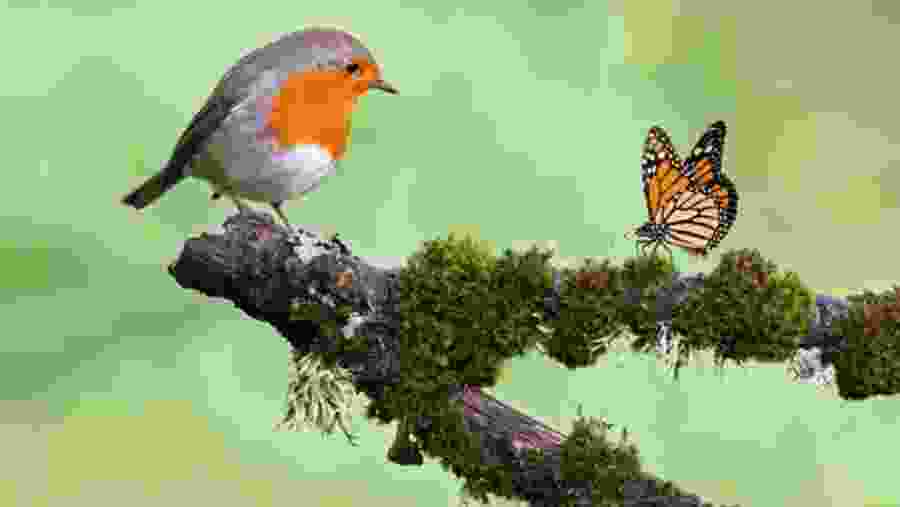 Bird and Butterfly Trail Trekking in Sinharaja